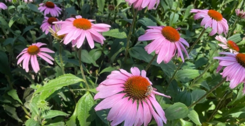 How to Use Echinacea Purpurea Extract Powder Effectively?